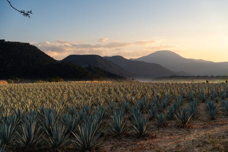 Tequila jalisco paisaje de agave